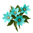 Close up macro photo of turquoise spring flower with leaves transparent isolated