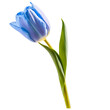 Close up macro photo of blue tulip flower with leaves transparent isolated