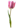 Close up macro photo of pink tulip flower with leaves transparent isolated