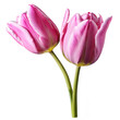 Close up macro photo of pink tulip flower transparent isolated