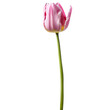 Close up macro photo of pink tulip flower transparent isolated