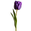 Close up macro photo of purple tulip flower with leaves transparent isolated
