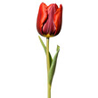 Close up macro photo of red tulip flower with leaves transparent isolated