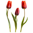 Close up macro photo of red tulip flower with leaves transparent isolated