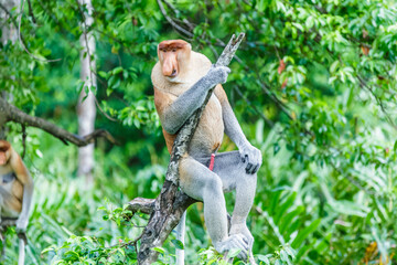 Wall Mural - proboscis monkey or nasalis larvatus