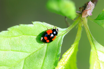 Wall Mural - Red ladybug sitting on leaf