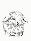 Fototapeta Paryż - Hand drawn sketch of a rabbit