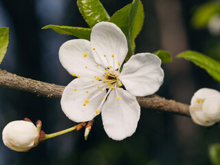 Wall Mural - close up view of blooming apple tree with white flowers