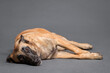 malinois belgian shepherd dog lying on its side on the floor in the studio on a gray background