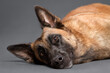 malinois belgian shepherd dog close up head portrait lying on its side on the floor in the studio on a gray background