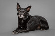 old black australian kelpie dog lying squinting in the studio on a grey background