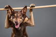 an australian kelpie dog doing a funny trick standing on a stick in a studio on a grey background