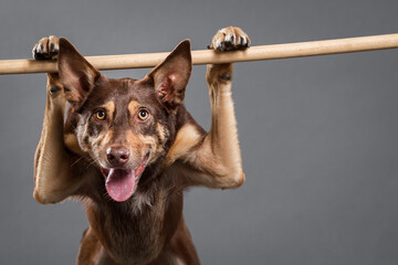 Wall Mural - an australian kelpie dog doing a funny trick standing on a stick in a studio on a grey background