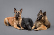 three dogs malinois tervueren groenendael belgian shepherds lying in the studio on a grey background