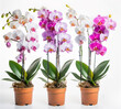 Set of orchid flowers in pot