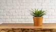 New plant on wooden table captured by front view
