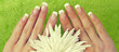 Beautiful female hands with perfect French manicure holding chrysanthemum flower  Horizontal banner