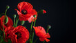 Poppies blooming in beautiful, colorful colors on a black background..​