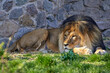 adult lion lying on the grass in a zoo
