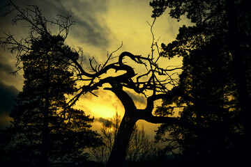 Poster - dark, mystic, magic forest autumn with silhouette trees on the evening sky.