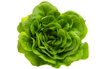 Sticker - lettuce leaves isolated