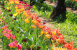 flowery flowerbed with many Dutch tulip flowers blooming in spring in the park