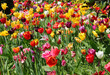 floral background many flowers dutch tulips bloomed in spring in the park