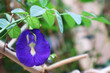Closeup of a gorgeous Blooming Butterfly Pea or Aparajita Flower