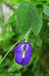 Closeup a Vibrant Color Butterfly Pea or Aparajita Flower Blooming on Its Tree