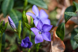 Fototapeta Sypialnia - Beautiful blooming purple flowers in forest.