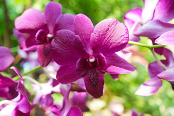 Wall Mural - closeup of of gorgeous magenta vanda orchids blooming in the sunlight