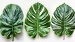 Vibrant Green Monstera Leaves in Perfect Focus Generative AI