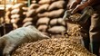 © yusufadi - Close up raw dry coffee beans pouring from handful to the sack in a warehouse. AI generated image