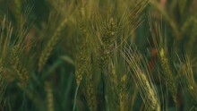 Wheat Cultivation Closeup
