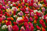 Fototapeta Do akwarium - Keukenhof park of flowers and tulips in the Netherlands. Beautiful outdoor scenery in Holland