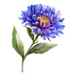 Watercolor Illustration painting of a purple aster flower, isolated on a white background, aster clipart, aster vector, aster painting, aster art, drawing clipart, aster Graphic.