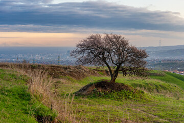 Wall Mural - tree on a hill