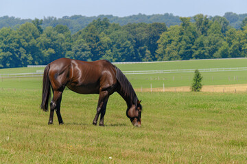 Wall Mural - Brown Horse Grazing in Field