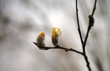 a budding plant