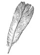 Feather;lightweight,fluffy;one,bird;pigeon,sketch; hand drawn; black and white, realistic vector,contour, isolated on white