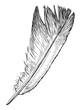 Feather;fluffy;lightweight,one,bird;pigeon,sketch; hand drawn; black and white, realistic vector,contour, isolated on white