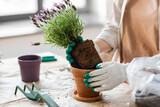 Fototapeta Panele - people, gardening and housework concept - close up of woman in gloves planting pot flowers at home
