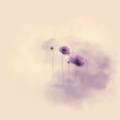  Delicate mauve poppies emerge from a soft, dreamlike haze, creating a tranquil and poetic visual.