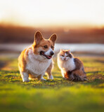 Fototapeta Koty - a fluffy cat and a cheerful Pembroke corgi dog are sitting on a sunny spring meadow