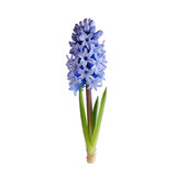 A solitary blue hyacinth stands out against a transparent background