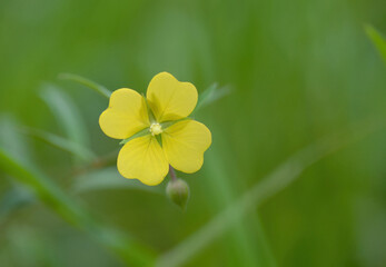 Beautiful yellow wild flower wtih a green background