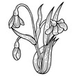 Snowdrop Galanthus flower plant sketch engraving PNG illustration. Scratch board style imitation. Black and white hand drawn image.