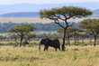 Elephant in the savannah resting under a tree