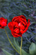 Red Tulip flower in garden. Beautiful tulip flower on blurred green background. Flowering background of bloom tulip in spring in flower garden. Floral background.