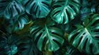 Decorative Leaf. Lush Green Monstera Exotic Plant Foliage in Natural Growth